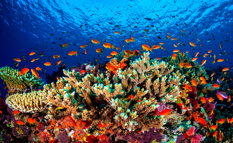 Kuvassa on Australian Ison valliriutan kaloja ja kasveja. Iso valliriutta on maailman suurin koralliriutta ja yksi maailman hienoimmista luontonähtävyyksistä. Iso valliriutta on myös YK:n maailmanperintökohde. Valliriutta on vaarassa tuhoutua.