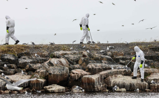Valokuvassa näkyy eläviä ja kuolleita lokkeja rantakivillä ja kolme ihmistä valkoisissa suojapuvuissa keräämässä poimijan avulla kuolleita lokkeja.