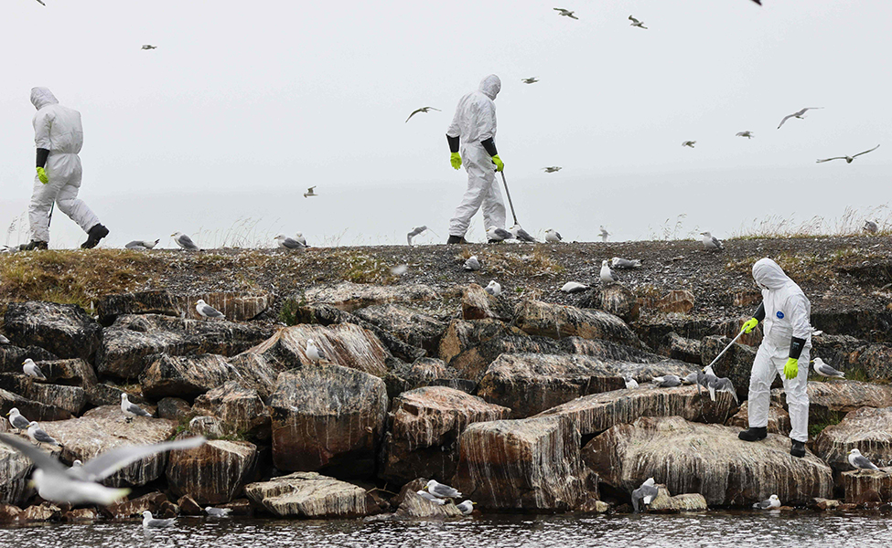 Epätavallisen paljon lintuja on kuollut tänä vuonna lintuinfluenssaan. Kuva on otettu Norjan Finnmarkissa 20. heinäkuuta. Suojapukuiset ihmiset keräävät kuolleita lokkeja rannalla.