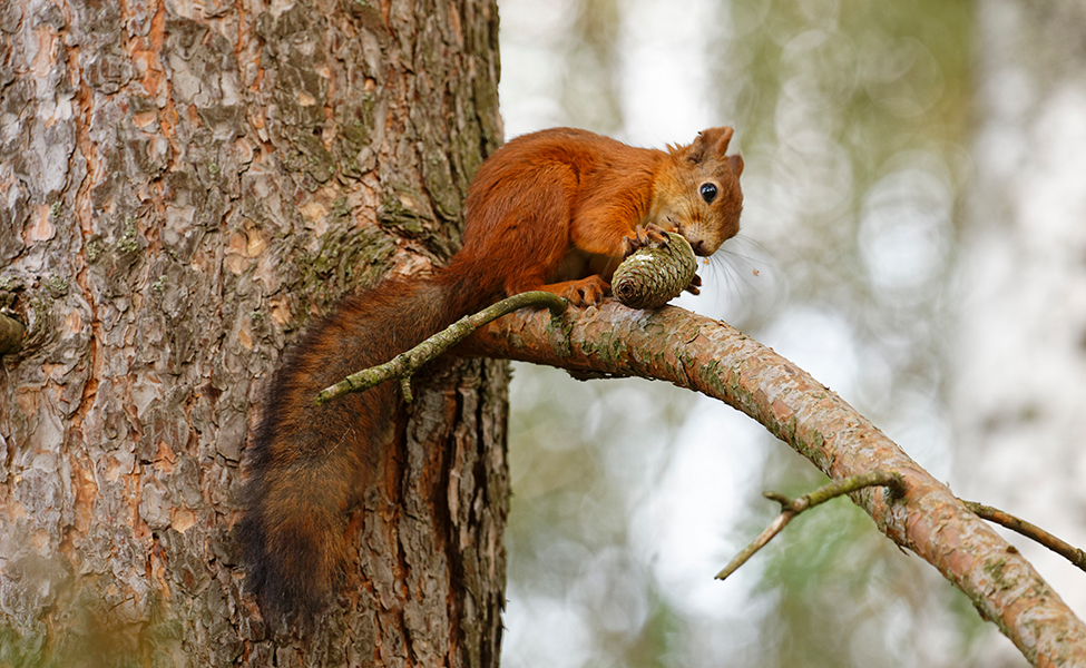 Orava istuu männynoksalla kesällä. Oravalla on käpy, jota orava syö.