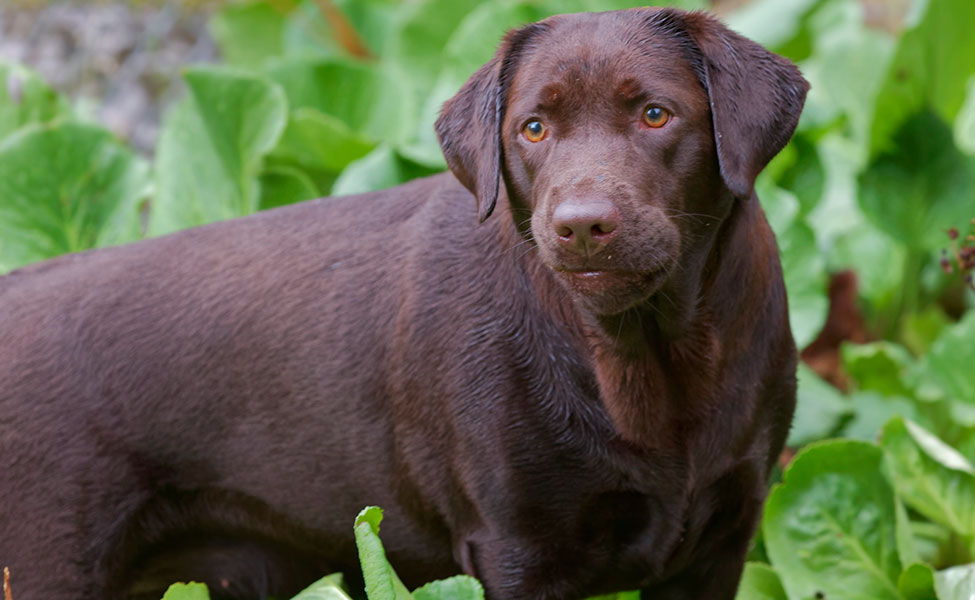 Labradorinnoutaja on suosittu koirarotu. Se sopii moniin harrastuksiin ja tehtäviin sekä seurakoiraksi.