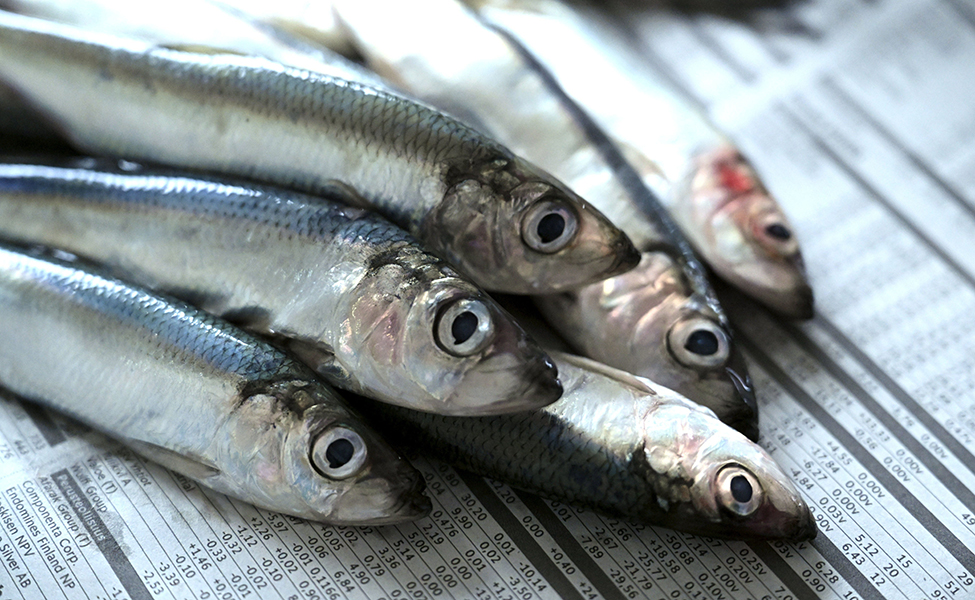 Suomalaiset kalastajat pyytävät eniten silakkaa kaikista kalalajeista.