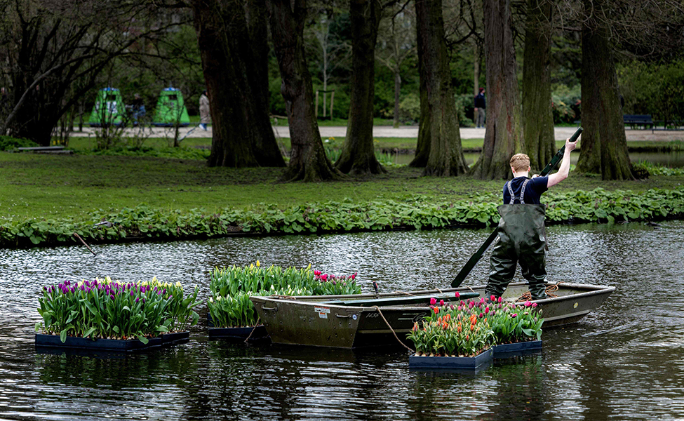 Tulppaanifestivaalin aikana tulppaaneja kelluu myös lautoilla. Kuva on otettu Amsterdamin kaupungin keskuspuistossa Vondelparkissa 27.3.