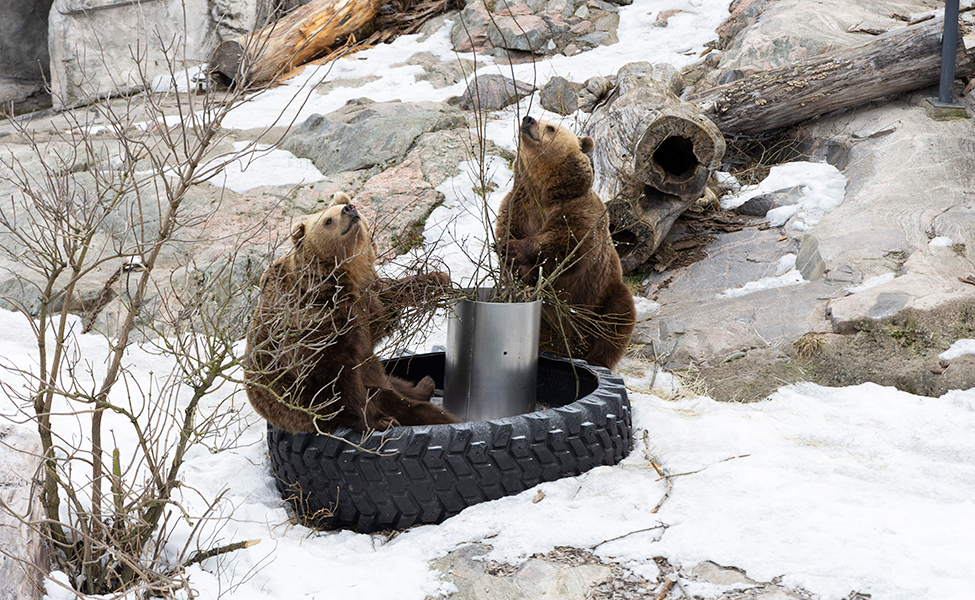 Kuvassa ovat Korkasaaren naaraskarhut. 23- ja 18-vuotiaat karhut ovat tulleet pois talvipesästään ja ulkoilevat tarhassa.